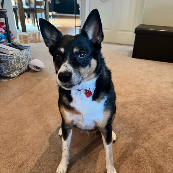 Meet your Posher, Corey - Picture 1 of 1